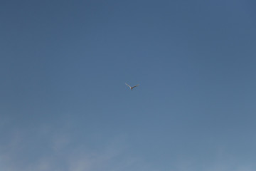  wild bird flying against the blue sky