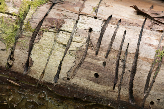 Trace after the beetle Hylecoetus dermestoides in birch wood