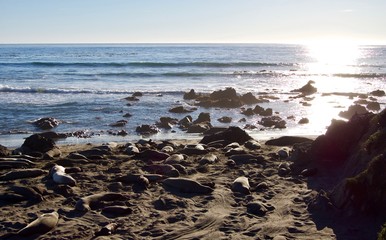 Sea Lions at Monterey Bay, California - USA	