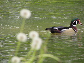 Pato nadando
