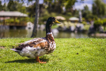 Oriental duck