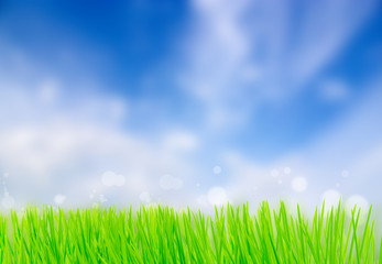 Fototapeta premium Spring nature background with grass and blue sky in the back