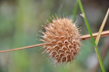 flor seca