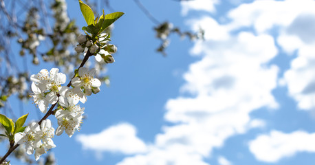 flowering branch. background, blue sky and white clouds