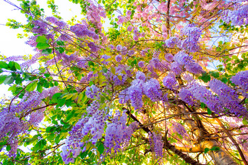 Blossoming branches of purple wisteria hang from the tree, a view from below. Fabulous spring flowering bottom view with wide angle
