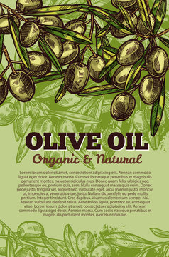 Vector olives bunch poster for olive oil