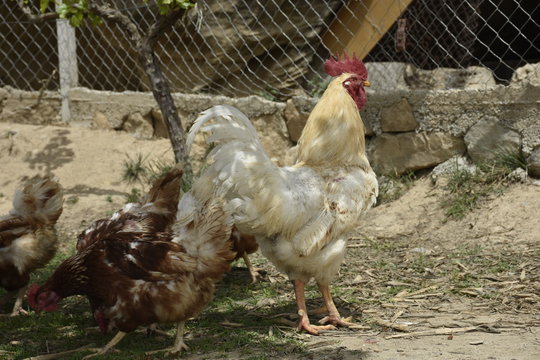 Gallo, gallina, gallinas, campan al aire libre, Gallus gallus, domesticus