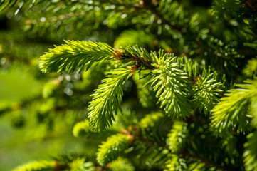 Salzburg, Hellbrunn, Salburg, natur, fremdenverkehr