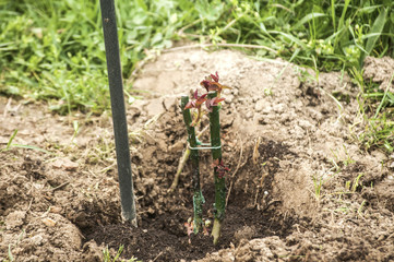 Rose sprouts grow on bushes planted in the spring  in a hole filled with compost in rural garden