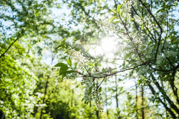 salzburg, hellbrunn, sommer