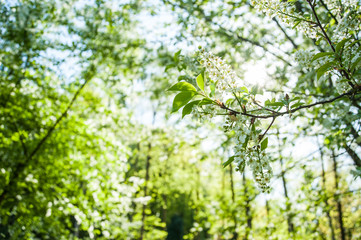 salzburg, hellbrunn, sommer
