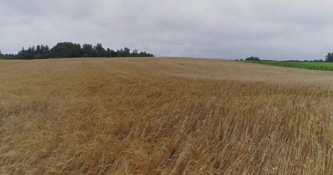 Yellow Field drone flight, agriculture farm, farming, aerial landscape, sky