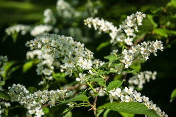 salzburg, hellbrunn, sommer