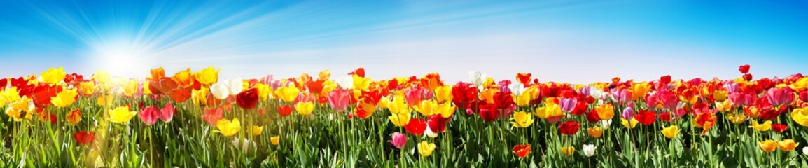 Tulpen im Frühling - Panorama Tulpenfeld - obrazy, fototapety, plakaty