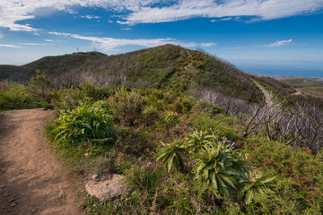 Landscape in la Gomera, pathway to the top of Garajonay national park, La Gomera, Canary islands, Spain.