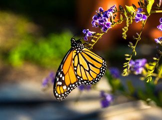 Fototapeta na wymiar Monarch Butterfly On Purple Flower