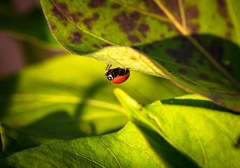 Ladybug Under Leaf