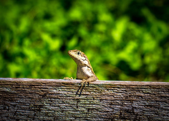 Casual Lizard