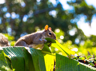 Squirrel Wiping Mouth On A Leaf