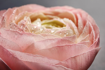 Beautiful ranunculus flower, closeup