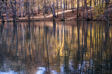Stagnant water reflecting trees