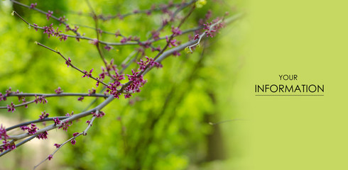 Branch with flowers spring bloom