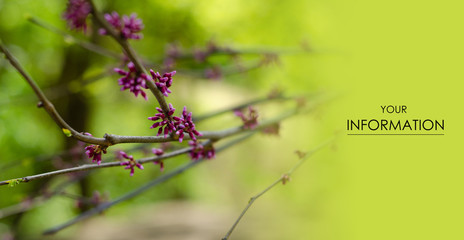 Branch with flowers spring bloom