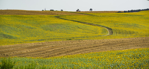 Fototapeta premium Harvested crops between sunflowers