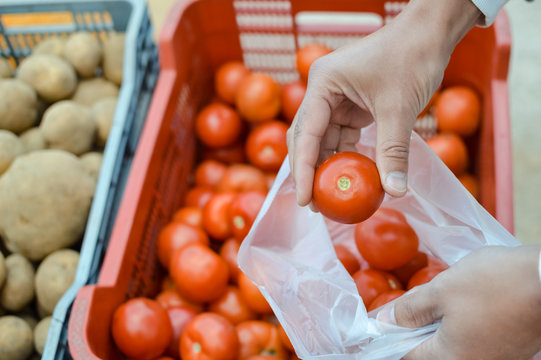 Close up on hand of a person choosing picking up tasty tomato over seasonal ingredient freshness vegetables natural background. Healthy lifestyle, traditional nutrition greenmarket season choice