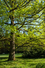Fototapeta premium Salzburg, Hellbrunn, natur, fremdenverkehr
