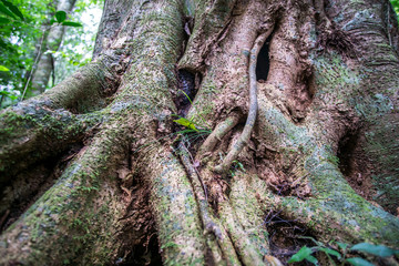 Tree roots in the middle of the forest. natural vintage landscape