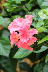 Obraz premium Hibiscus flower at beautiful in the nature