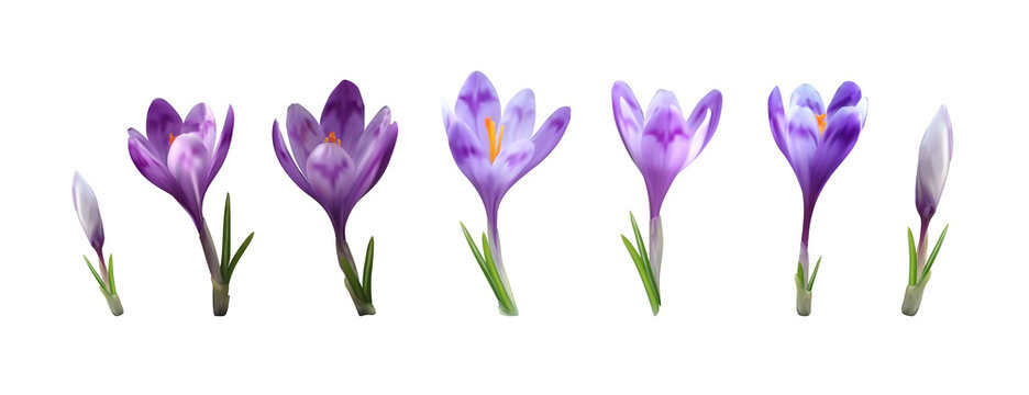 photorealistic vector crocus saffron flower set. early spring purpler bloom and green levaes isolated design template