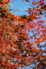 Salzburg, Hellbrunn, natur, fremdenverkehr