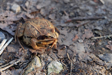 Brown frog in the woods in early spring. Rana temporaria frog sits on the stubbly foliage.