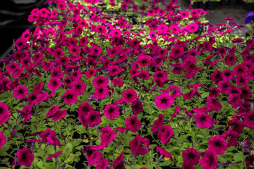 Red petunia flowers in flower pots grown in greenhouse nursery for gardening