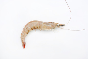 Fresh shrimp isolate on white background.