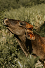 Vaca