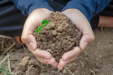 A small tree in the hands of farmers.