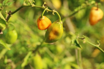 The red cherry peppers on the tree