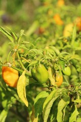 The red cherry peppers on the tree