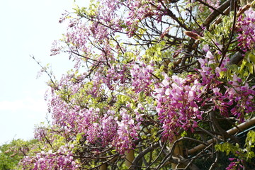Yokosuka Iris Garden  Capit&atilde;o Wisteria