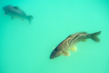 Karpfen, fisch, hellbrunn, salburg