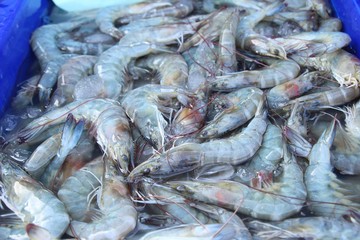 Fototapeta premium Fresh shrimp in the market