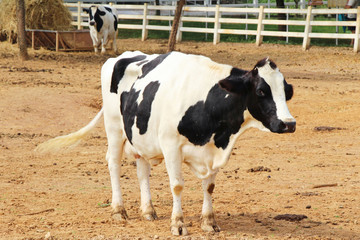 Dairy cows in the farm with nature