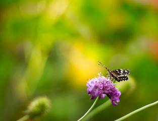 mariposa sobre cardo