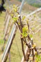 Leaves grapes in the vineyard with nature