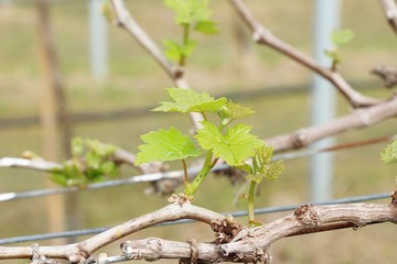 Leaves grapes in the vineyard with nature