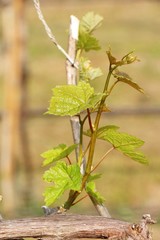 Obraz premium Leaves grapes in the vineyard with nature
