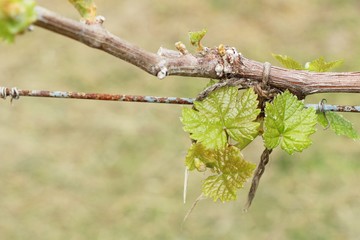 Leaves grapes in the vineyard with nature
